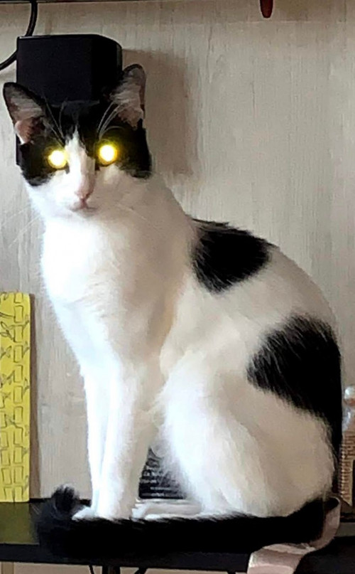 Milo