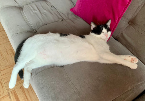 Milo
