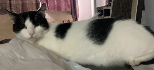 Milo