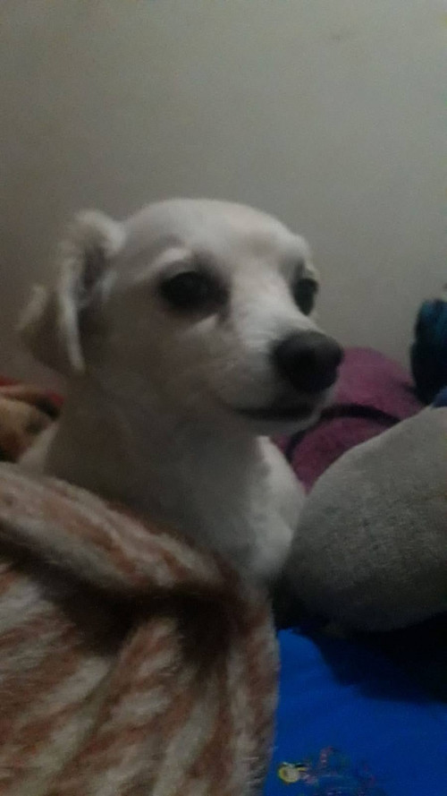 Toby