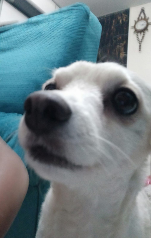 Toby