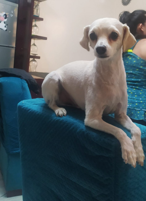 Toby