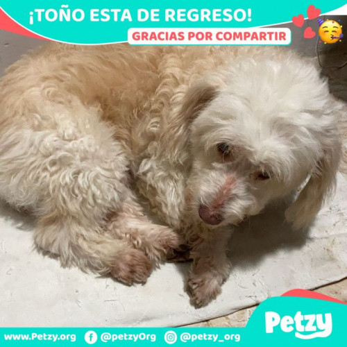 Foto de mascota Toño