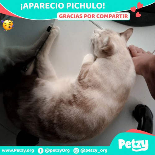 Foto de mascota Pichulo