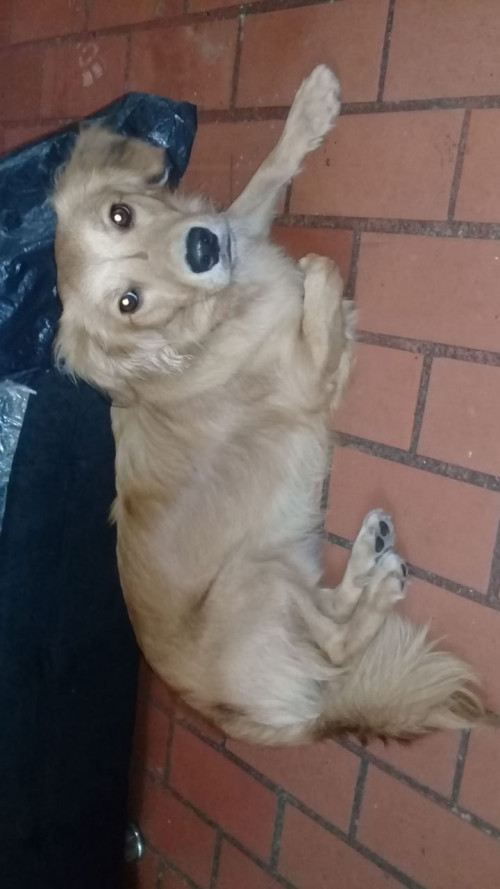 Bengi