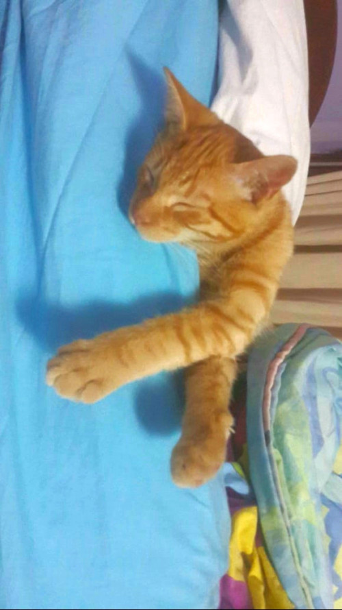 Tintín