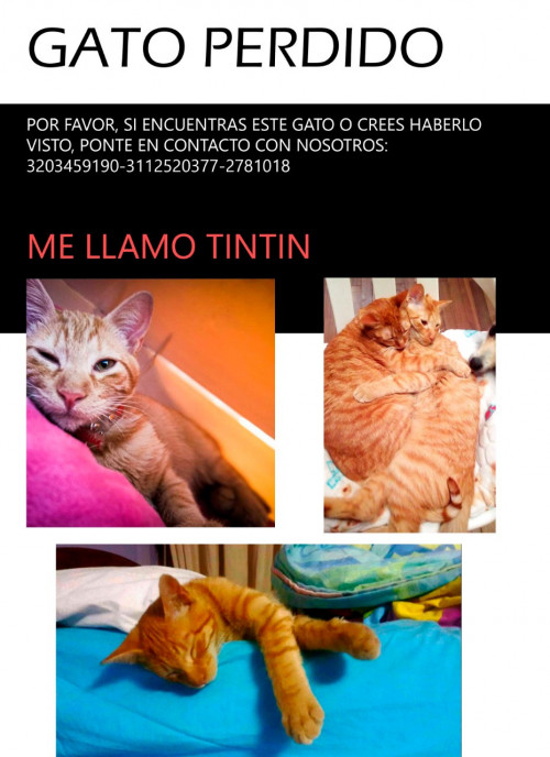 Tintín