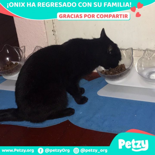 Foto de mascota Onix