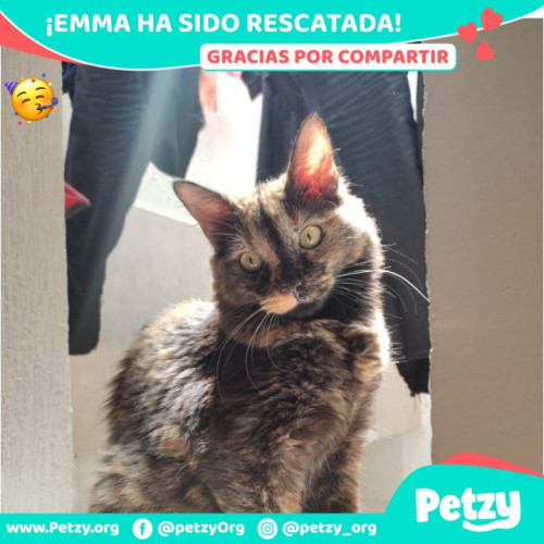 Foto de mascota Emma