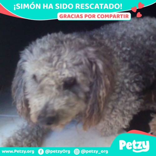 Foto de mascota Simón