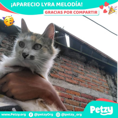 Foto de mascota Lyra Melodía