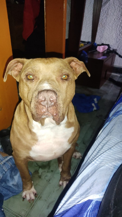 Zeus Guzmán