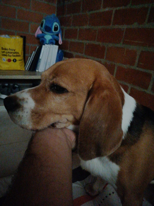 Lucas