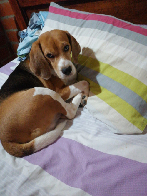 Lucas