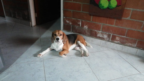 Lucas