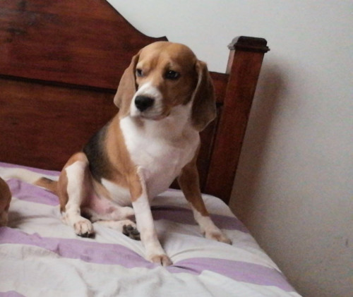 Lucas