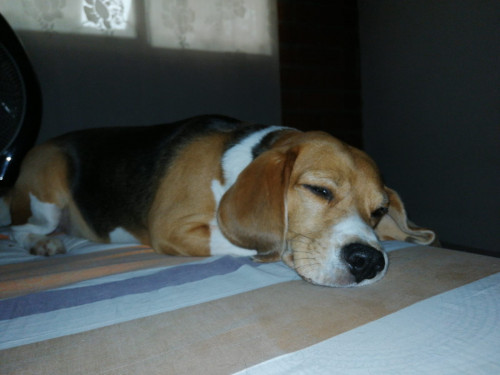 Lucas