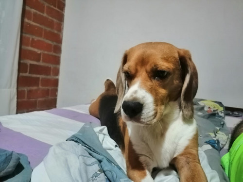 Lucas