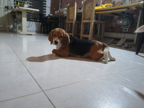 Lucas