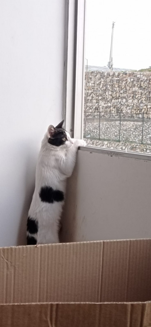 Coco