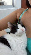 Foto de Coco en Cúcuta Norte de Santander #8