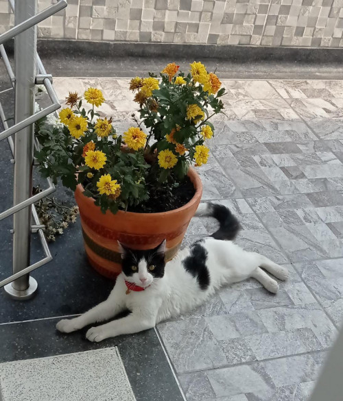 Coco