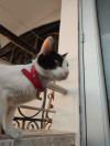Foto de Coco en Cúcuta Norte de Santander #2