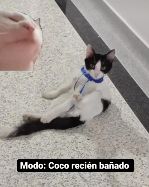 Coco