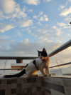 Foto de Coco en Cúcuta Norte de Santander #0