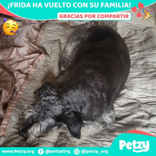 Foto de mascota Frida 