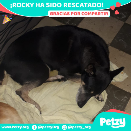 Foto de mascota Rocky 