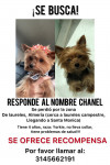 Foto de Chanel  en Medellín Antioquia #4