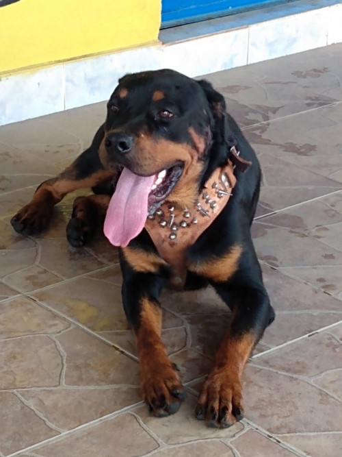 Judas