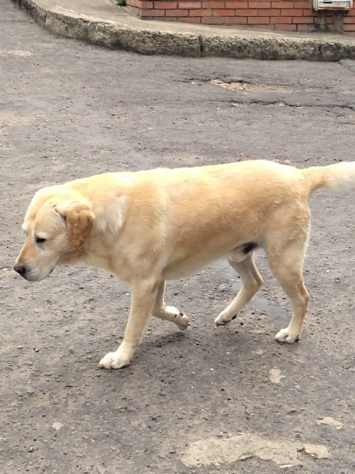 Simón