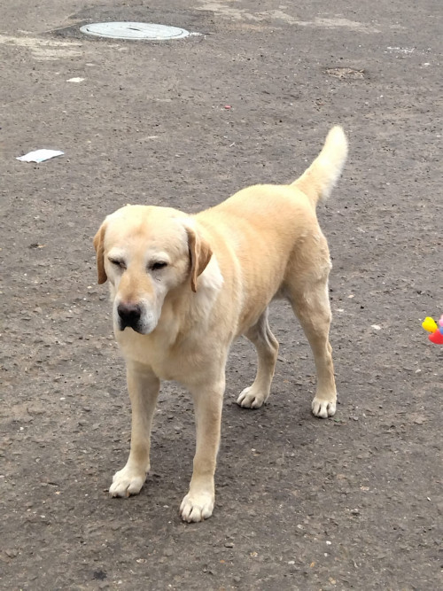 Simón