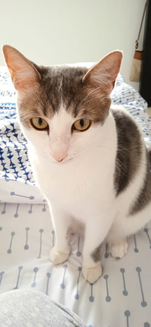 Mara
