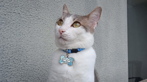 Mara
