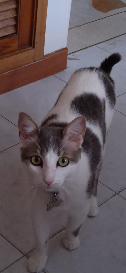 Mara