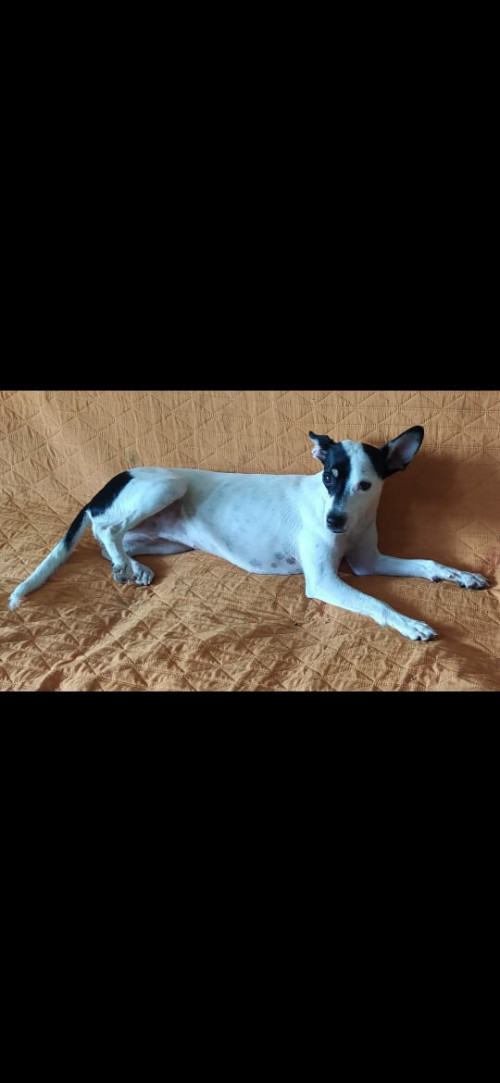 Estrella
