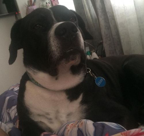 Hank