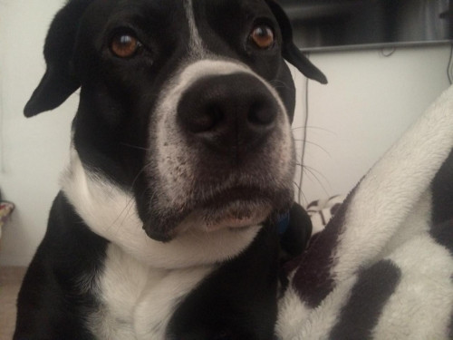 Hank