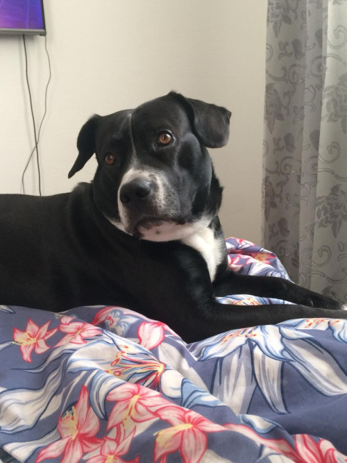 Hank