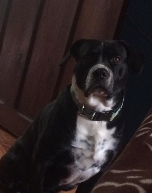 Hank