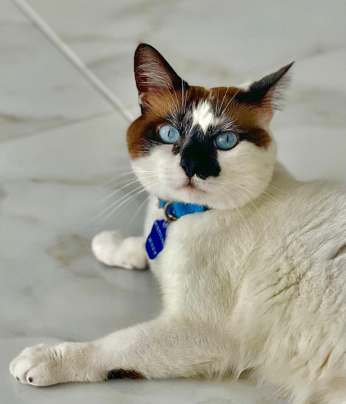 Matias