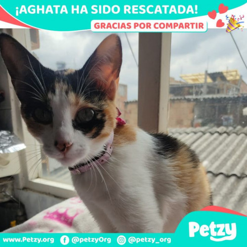 Foto de mascota Aghata