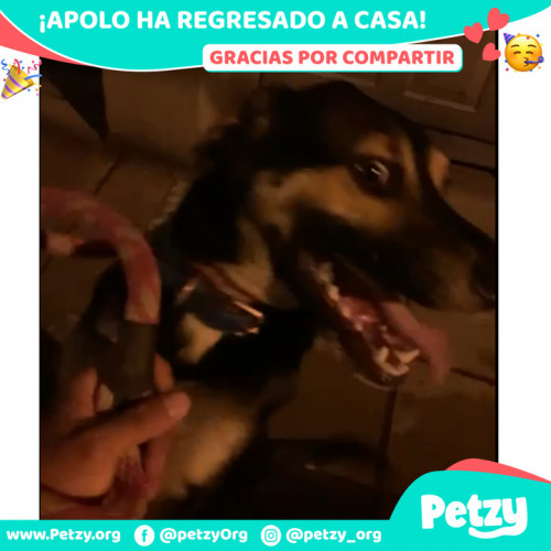 Foto de mascota Apolo