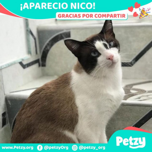Foto de mascota Nico
