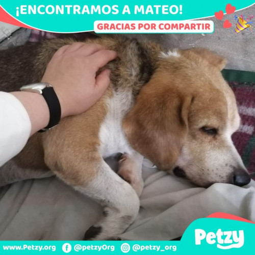 Foto de mascota Mateo