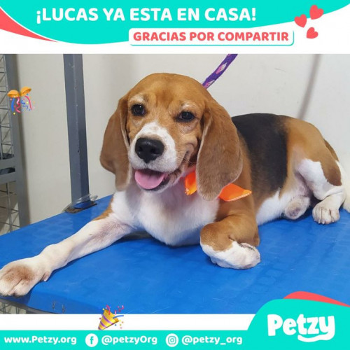 Foto de mascota Lucas