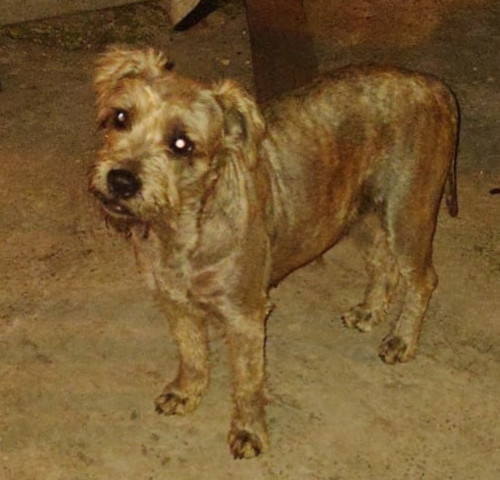 Niña